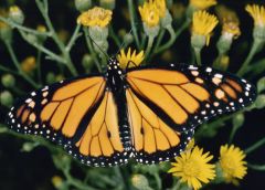 Danaus plexippus – Monarch stěhovavý